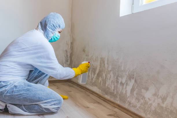 Forensic Mold Investigation in Johnson City, TX