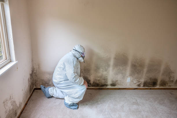 Why You Should Choose Our Mold Remediation Services in Johnson City, TX